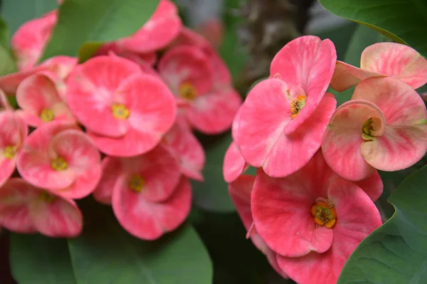 Coroa Espinhos Flores Euphorbia Milli Desmoul — Fotografia de Stock