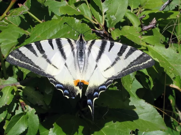 Πεταλούδα Τίγρης Ματάςουρά Φύλλα Φόντο — Φωτογραφία Αρχείου