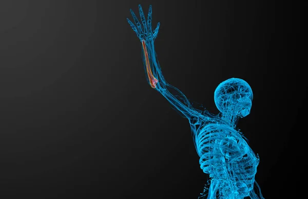 3Dは 尺骨の医療イラストをレンダリング 一番下のビュー — ストック写真