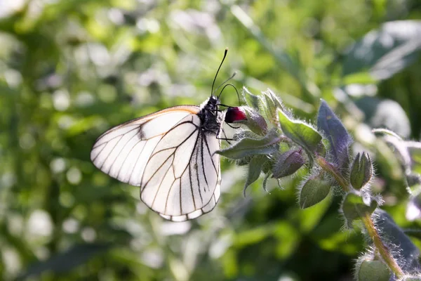 Pillangó Fehér Átlátszó Izmos Szárnyait Tartják Paws Részére Egy Virág — Stock Fotó
