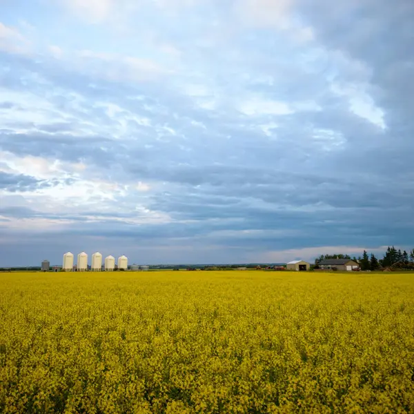 Jordbruksområdet Natur Och Jordbruk Farming Serien — Stockfoto