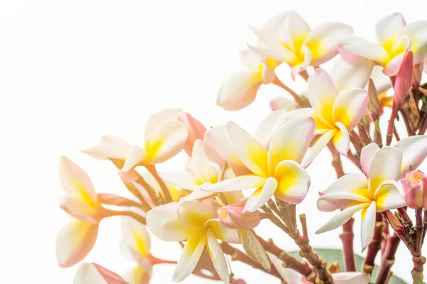 Lan Thom Çiçek Güzel Beyaz Çiçek Tayland Kadar Kapatın — Stok fotoğraf