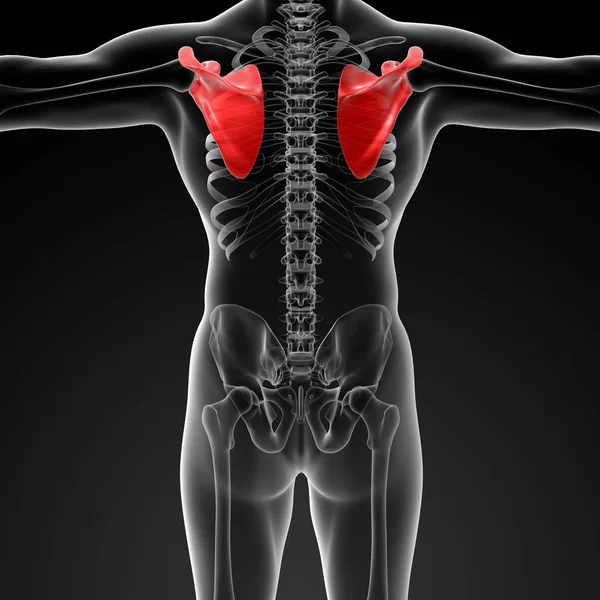 レンダリング図肩甲骨の骨 背面図 — ストック写真