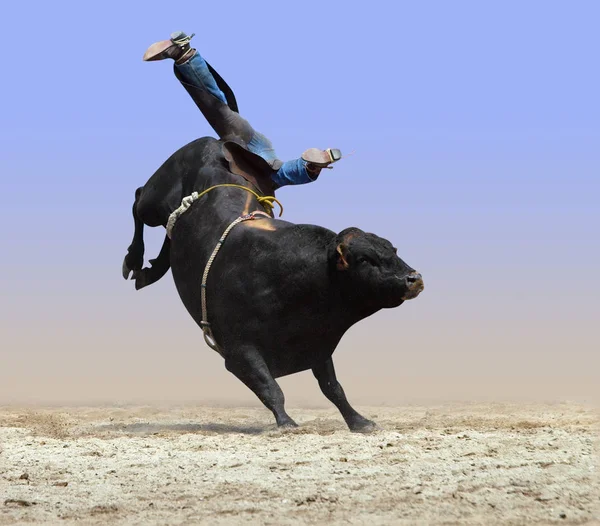 Vaquero Cayendo Toro Aislado Con Camino —  Fotos de Stock