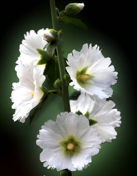 Цветы Открытым Небом — стоковое фото
