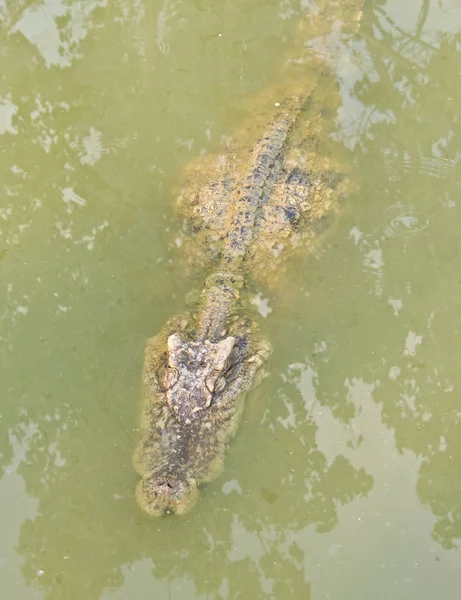 Alig Látható Krokodilkrokodil Vagy Aligátori Vízfürdésre — Stock Fotó