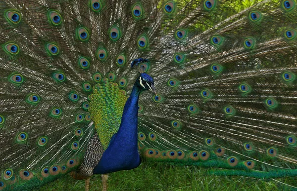 五颜六色的雄孔雀与尾巴羽毛展开覆盖的背景 — 图库照片