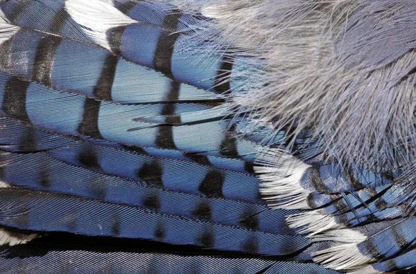 Detail Blue Jay Cyanocitta Hřebenitá Peří — Stock fotografie