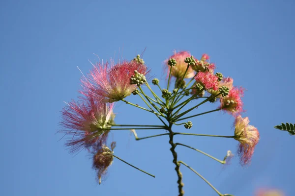 Las Flores Acacia Albizia Julibrissin Durazz Árbol Seda —  Fotos de Stock