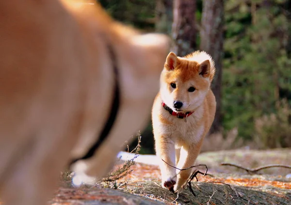 Cerca Lindo Cachorro Shiba Viniendo Madre —  Fotos de Stock