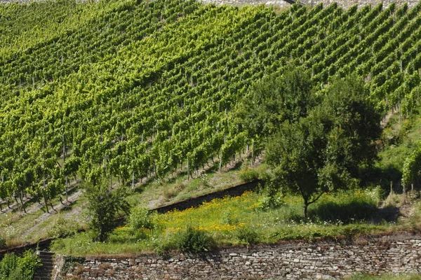 Vineyard Ripening Grapes Summer — Stock Photo, Image