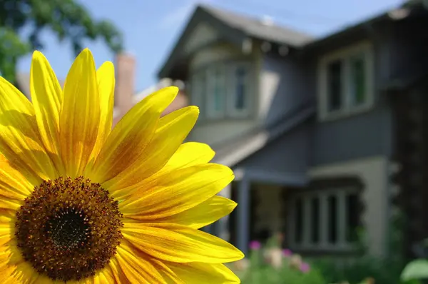 Een Heldere Gele Bloem Met Een Huis Achtergrond — Stockfoto