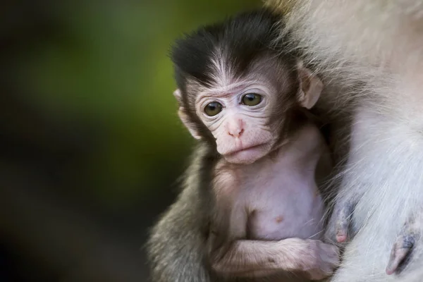 Schattige Kleine Baby Lange Staart Makaak Gehouden Door Zijn Moeder — Stockfoto