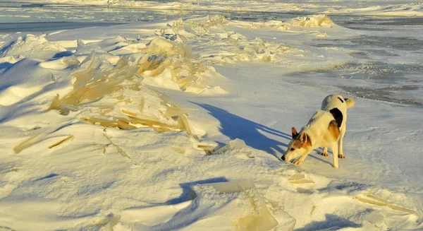 冬天的狗 狗在雪地里飘荡 嗅出痕迹 — 图库照片