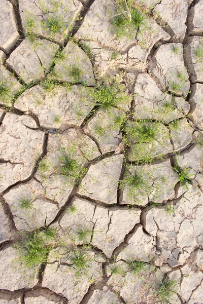 Terreno Agrietado Cosa Viva Supervivencia Cruel Del Calor Global —  Fotos de Stock