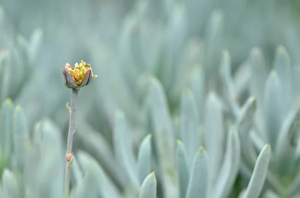 Квітка Срібло Кущів Сад Березі Затоки — стокове фото
