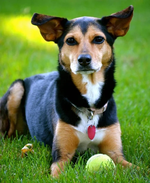 Meagle Perro Raza Mixta Min Pin Beagle — Foto de Stock