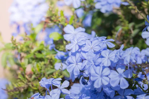 五彩缤纷的花朵的背景图 背景图 — 图库照片