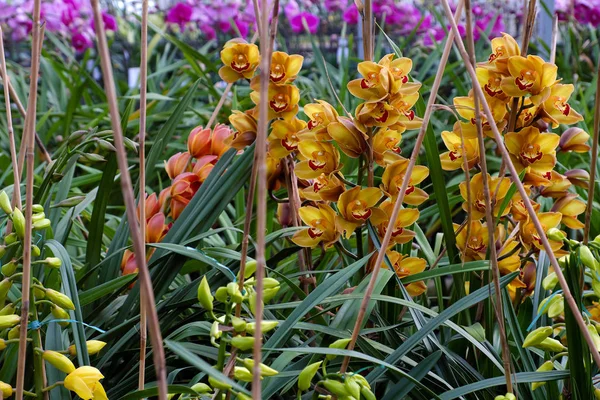 Flor Primavera Para Tet Hermosa Flor Orquídea Jardín Dalat Lam — Foto de Stock