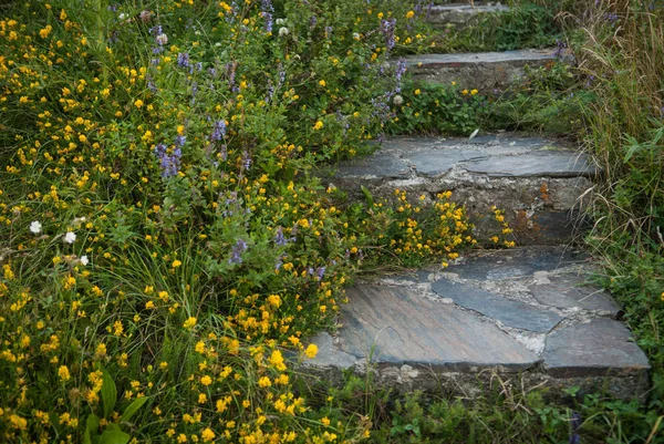 Escaleras Piedra Rodeadas Flores Amarillas —  Fotos de Stock