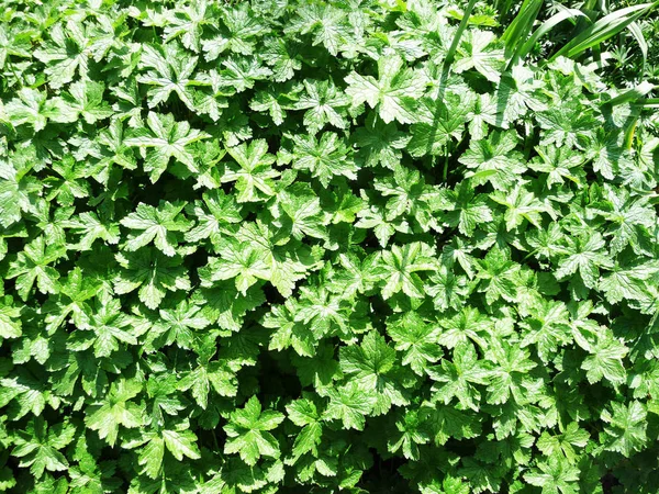 Tło Wykonane Zielonych Liści Roślin — Zdjęcie stockowe