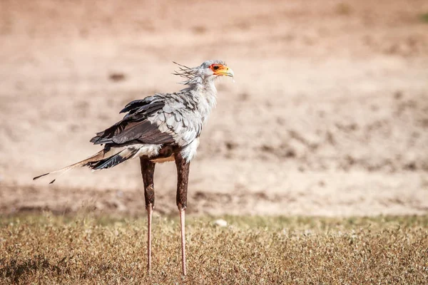 Kgalagadi 国境公園 南アフリカでの秘書の鳥 — ストック写真