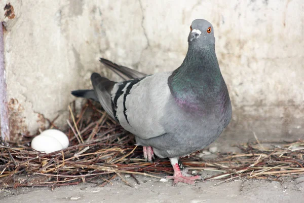 Pigeon hatch eggs in the nest. Photo for your design