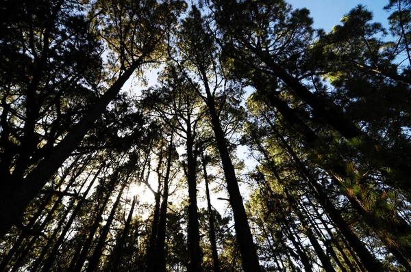 Bosque Madera Pino Muy Alto Día Soleado —  Fotos de Stock