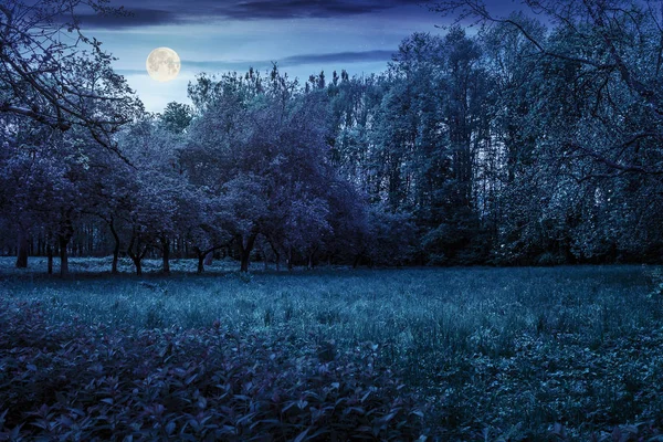 lawn in the shade of fruit trees of green fruit garden in spring at night in full moon light