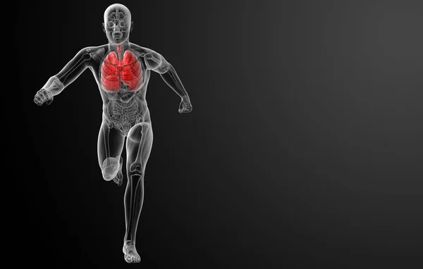 Sistema Respiratorio Humano Rayos Vista Frontal Los Pulmones —  Fotos de Stock