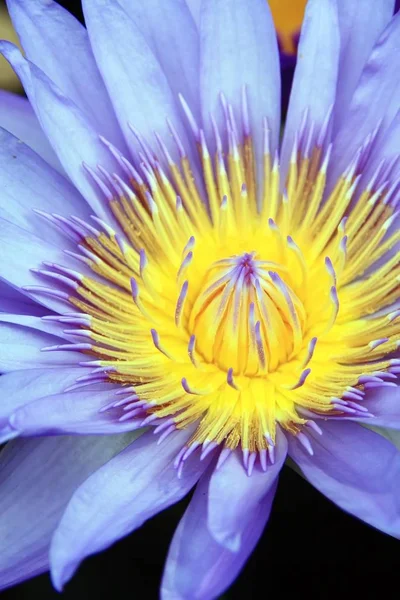 Ljusa Vackra Roseum Plenum Lotus Blomma Sunshine Närbild — Stockfoto