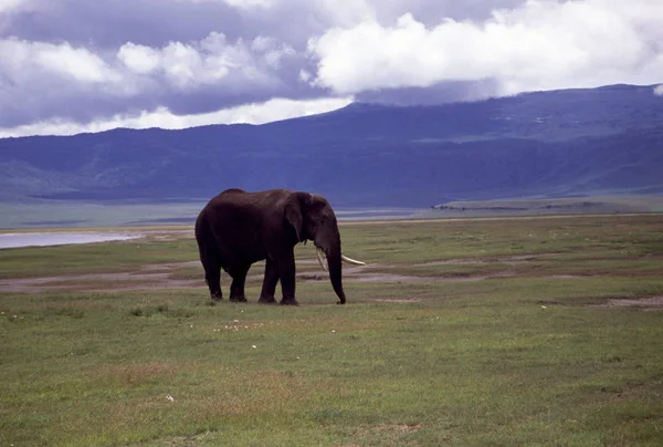Vuxen Elefant Landskapet Området Och Vatten — Stockfoto