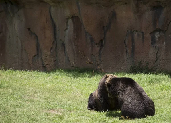 Brown Bears Ursus Arctos Mating — Stock Photo, Image