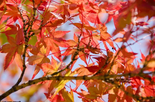 Czerwony Liście Jesienią Liści Klon Japoński — Zdjęcie stockowe