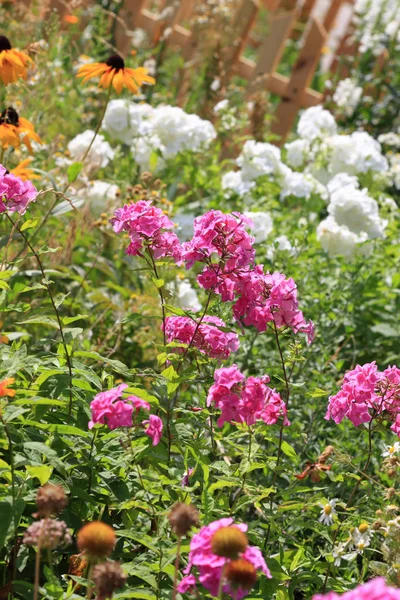 Růžové Floxy Letní Zahradě — Stock fotografie