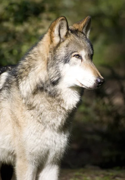 Ένας Βόρειος Αμερικανός Λύκος Ξυλείας Στέκεται — Φωτογραφία Αρχείου