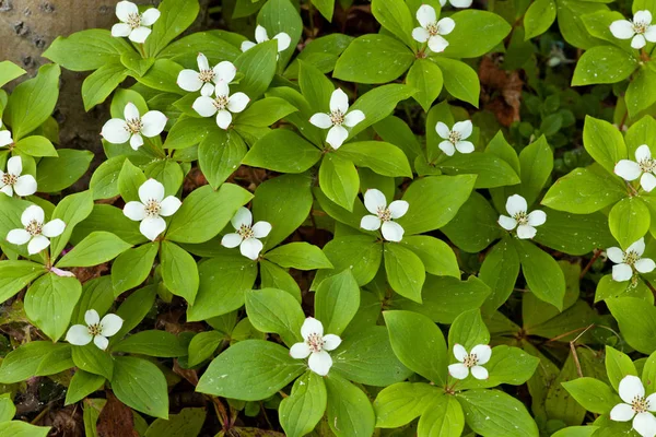 Цветки Ягоды Cornus Canadensis Ползучая Собачья Древесина Растут Ковер Полевых — стоковое фото