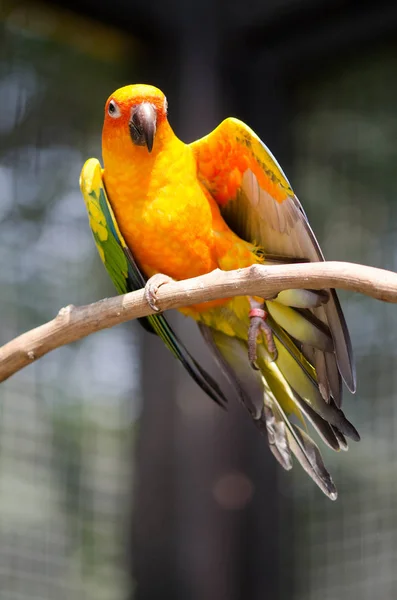 Beautiful Macow Parrots Branch — Stock Photo, Image