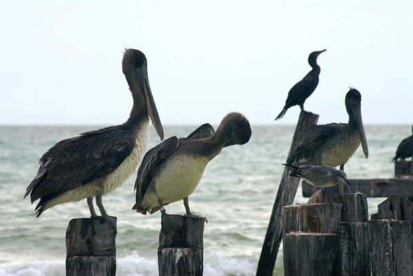 ペリカンと海鳥のグループは 古い桟橋の杭に座っています — ストック写真