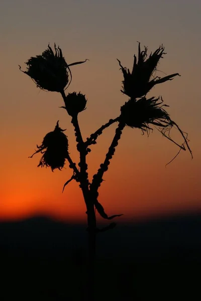 Atardecer Más Allá Del Cardo Oscuro Tiro Enmarcado Verticalmente — Foto de Stock