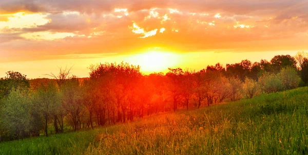 Frühlingswiese Bei Sonnenaufgang — Stockfoto