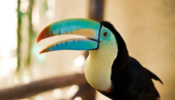 Παναμά Toco Toucan Ramphastos Toco — Φωτογραφία Αρχείου