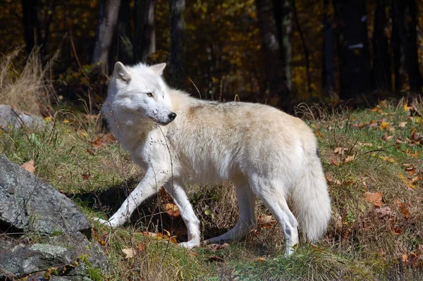 Arktyczny Wilk Majestatycznym Lesie Jesienią — Zdjęcie stockowe
