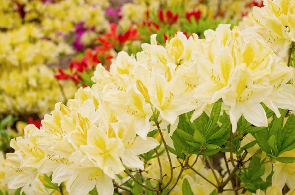 Belles Fleurs Azalées Rhododendrons Dans Jardin — Photo