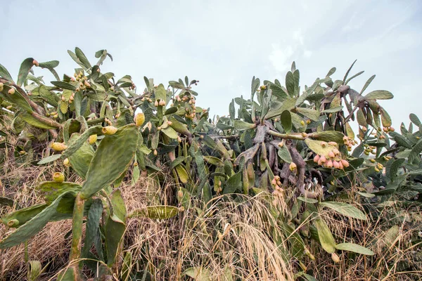 Zárja Tüskés Körte Opuntia Ficus Indica Vagy Indiai Füge Elvett — Stock Fotó