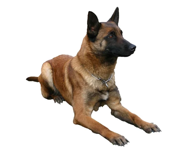 Beyaz Bir Arka Planda Safkan Belçikalı Çoban Köpeği Malinois Ile — Stok fotoğraf