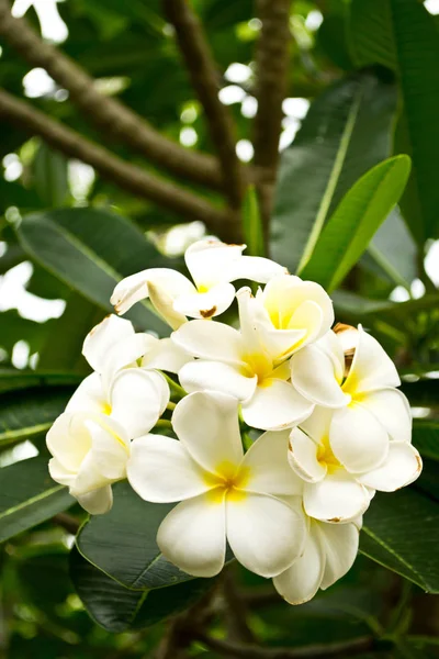 Frangipáni Virágok Levelek Háttérben — Stock Fotó