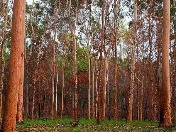 Earthy Tones Regrowth Eucalypt Gumtree Forest Woodland Bushfire Australia — Stock Photo, Image