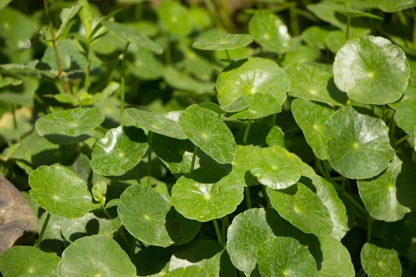 Gotu Kola Árbol Pennywort Asiático Pennywort Indio — Foto de Stock