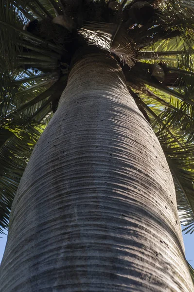 Detalle Del Tronco Jubaea Chilensis Palma Vino Chilena Cacao Chile —  Fotos de Stock